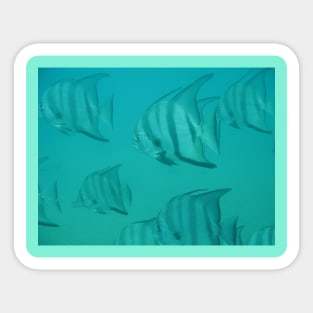 Angelfish Sticker